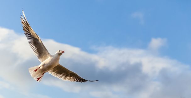 gaviota volando contra el cielo azul
 - Foto, Imagen