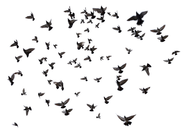 πολλά πουλιά που πετούν στον ουρανό - Φωτογραφία, εικόνα