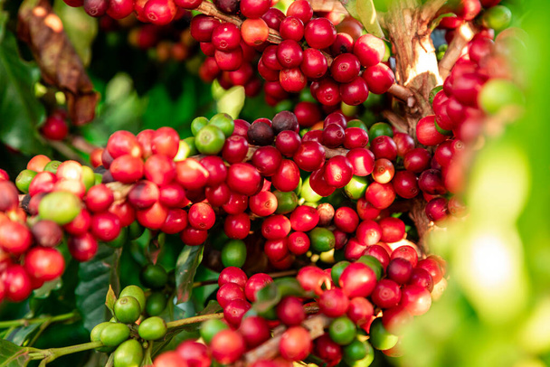 Κλείσιμο των φρούτων του καφέ σε αγρόκτημα καφέ και φυτείες στη Βραζιλία. - Φωτογραφία, εικόνα