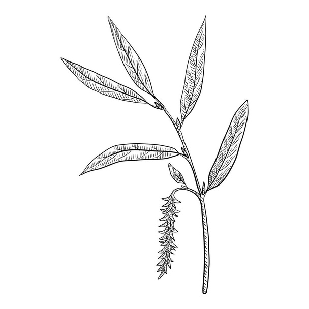 vector drawing white willow - Vecteur, image