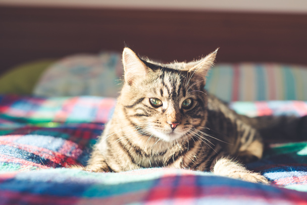 evde yatakta kedi - Fotoğraf, Görsel