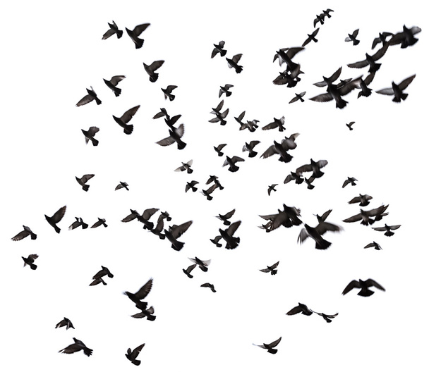Многие птицы летают в небе
 - Фото, изображение