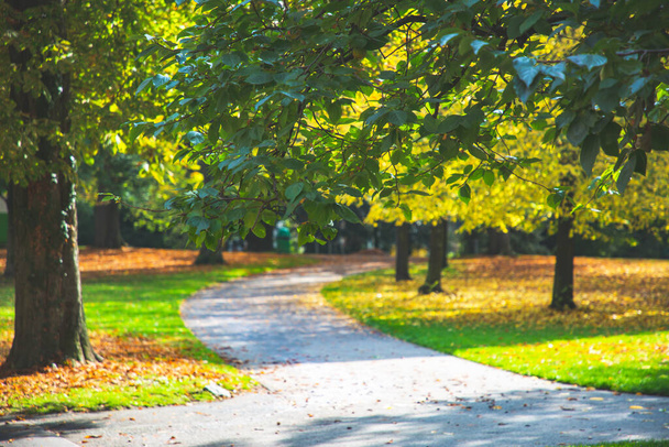 秋は10月に公園に大きな木を残します,ジュネーブスイス - 写真・画像