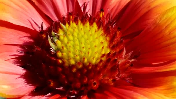 Schöne natürliche Pflanze Video Hintergrund Nahaufnahme städtische Skizze mit Blumenbeet mit Kamerabewegung und Bildskalierung - Filmmaterial, Video