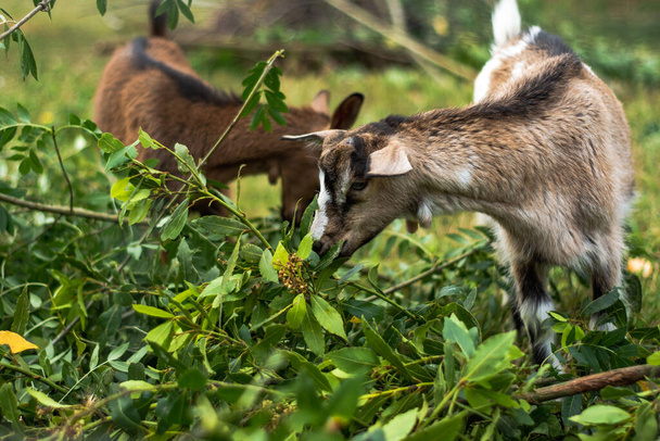 Grupo de cabras pequeñas y adultas a través de hierba verde fresca
 - Foto, Imagen