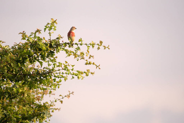 Common Linnet in a treetop in the Boerenveensche Plassen, Netherlands - Photo, Image