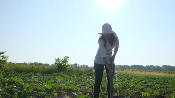 Female Farmer Cultivating Cabbage. Weeding Remove Weed with Hoe At Farm Backyard Field - Filmati, video