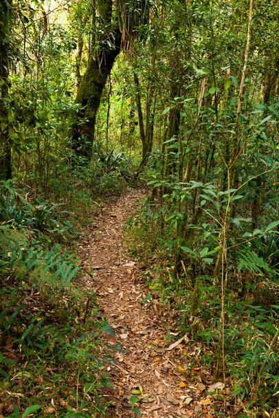 Empty rainforest trail in south america Brazil - Photo, Image