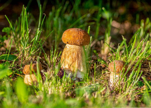 Summer cep mushroom (Boletus reticulatus) growing in the forest.Close up,macro. - Photo, Image