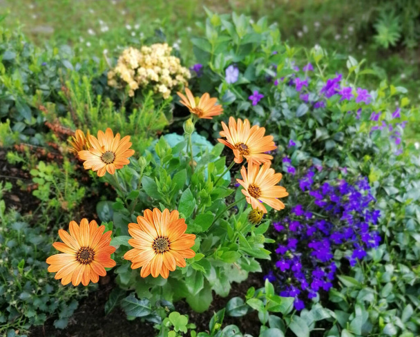 Jardim de verão com flores coloridas gerberas e flores cama
. - Foto, Imagem