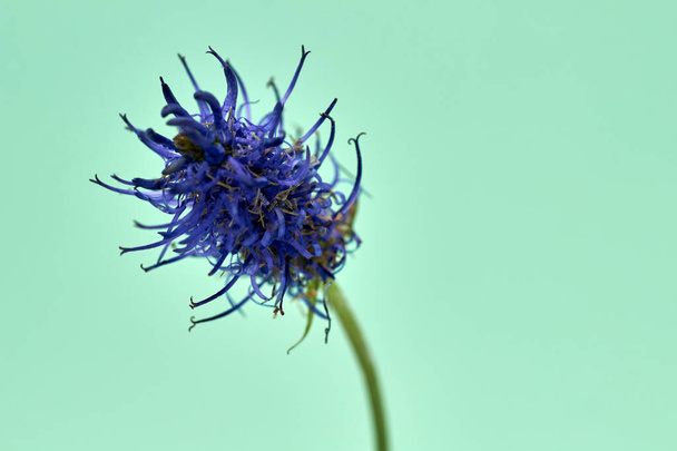 Flower of the black rampion Phyteuma nigrum , a plant in the Alps in Europe - Photo, Image