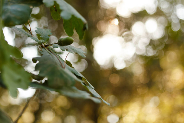 Gros plan branche de chêne avec glands verts, lumières du coucher du soleil. - Photo, image