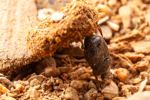 Очень маленький скарабейский жук - скарабеи - копрофаг жук на природе
 - Фото, изображение
