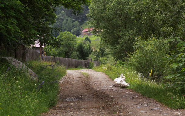 Білі качки на сільській немощеній дорозі в Трансільванії (Румунія). - Фото, зображення