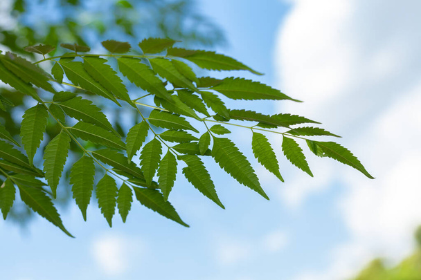 Azadirachta indica Neem leaves blue sky on background - Photo, Image