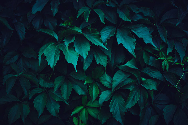 Background of green leaves of wild grapes - Zdjęcie, obraz