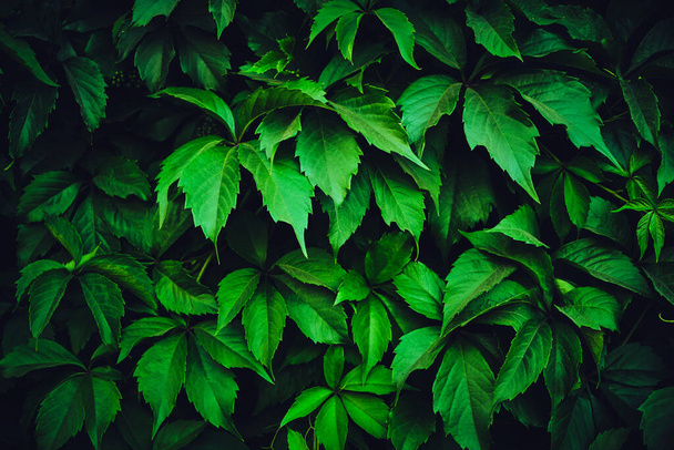 Background of green leaves of wild grapes - Zdjęcie, obraz