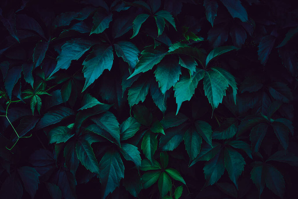 Background of green leaves of wild grapes - Fotó, kép