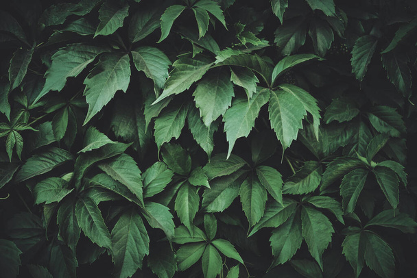Background of green leaves of wild grapes - Valokuva, kuva