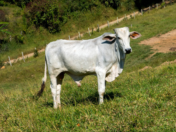Buey blanco en pastizales verdes - toro - ganado - ganadería
 - Foto, Imagen
