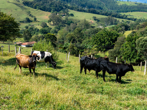 Bois em pasto verde - touros - gado - criação de gado - Foto, Imagem