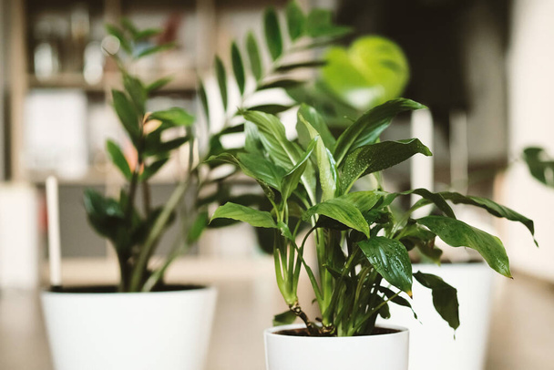 Two green plants Zamioculcas and Spathiphyllum in white flower pots on the background of the living room. Care and care of plants, home garden. - Foto, Imagen
