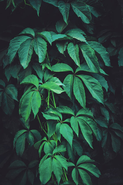 Background of green leaves of wild grapes - Fotó, kép