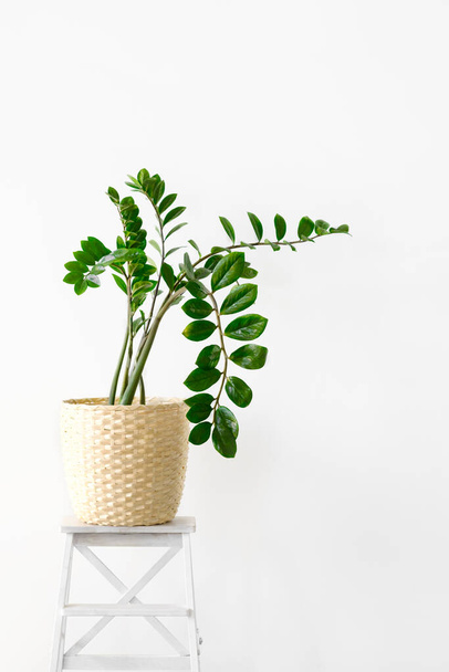 Zamiokulcas plant in white flower pot standing on wooden stand on a light background. Modern minimal creative home decor concept, garden room - Fotó, kép
