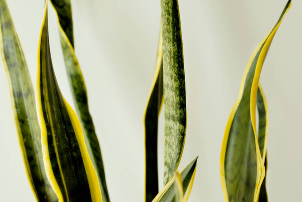 Close-up of Sansevieria leaves on a gray wall background. Home and Garden, gardening. Plant care. The concept of minimalism. - Foto, Bild