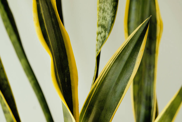 Close-up de folhas de Sansevieria em um fundo de parede cinza. Casa e Jardim, jardinagem. Cuidados com plantas. O conceito de minimalismo. - Foto, Imagem