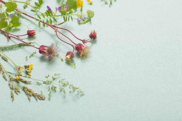 different  wild flowers on paper background - Valokuva, kuva