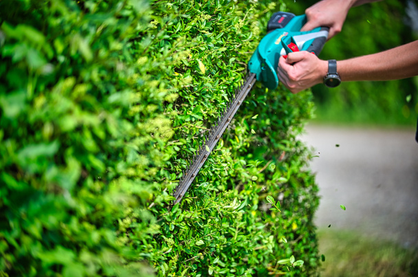 Cut the hedge with the hedge trimmer - Photo, Image