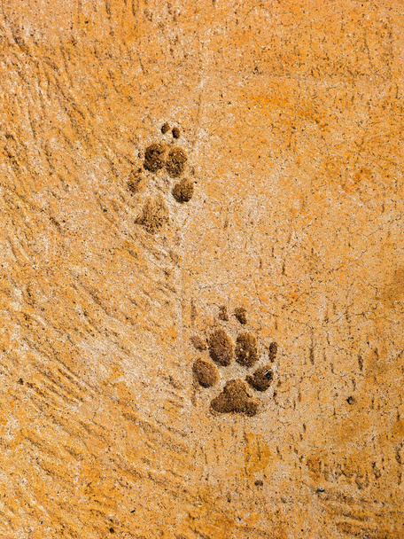 Hondenpassen op cementvloer - semiotische indices - Foto, afbeelding