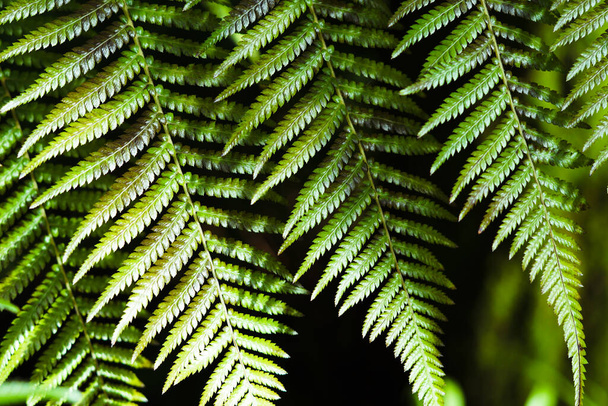 Background with fresh green fern leaves. - Photo, Image