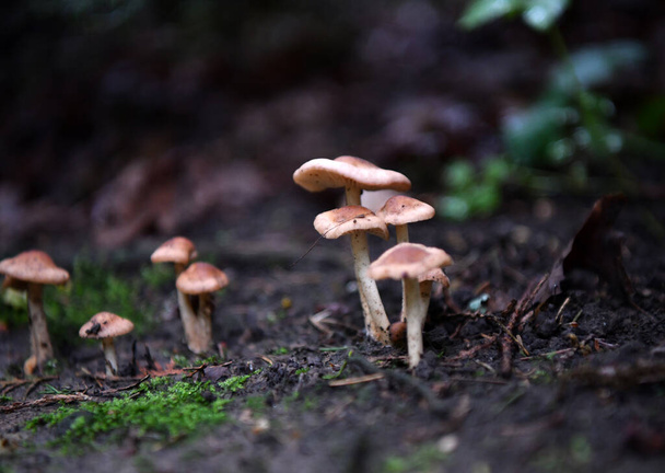 mladé houby po dešti vylezly ze země - Fotografie, Obrázek