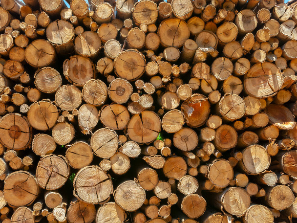 Eucalipto tronco di legno fuoco accumulato texture - modello - Foto, immagini