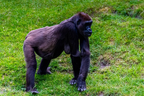 Los gorilas de las tierras bajas pasan el día en el prado
 - Foto, imagen