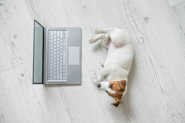 Funny little dog resting lying on a wooden floor near a laptop. View from above. Cute puppy Jack Russell Terrier works at the computer. - Foto, Imagen