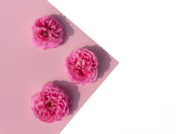 Roze roos op trendy geometrische achtergrond. Modieuze sjabloon in platte lay stijl met plaats voor uw tekst. Minimaal model-up concept. - Foto, afbeelding