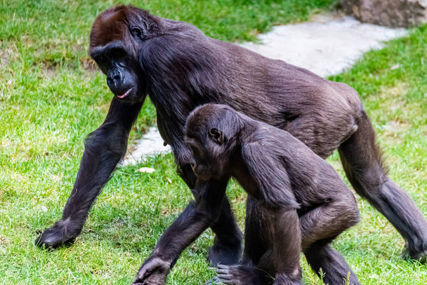 Los gorilas de las tierras bajas pasan el día en el prado
 - Foto, Imagen