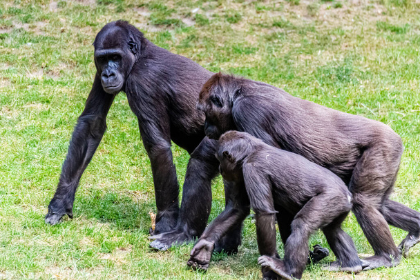 Lowland gorillas spend their day in the meadow - Photo, Image