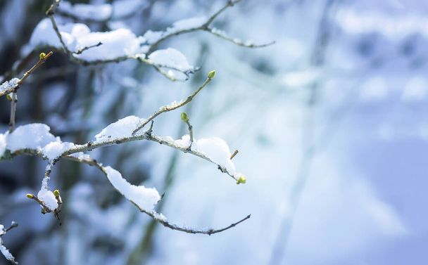 Χειμερινή φύση λεπτομέρειες στην ύπαιθρο στην Ανατολική Ευρώπη. Χιονισμένα κλαδιά δέντρων σε κρύα ηλιόλουστη μέρα. - Φωτογραφία, εικόνα