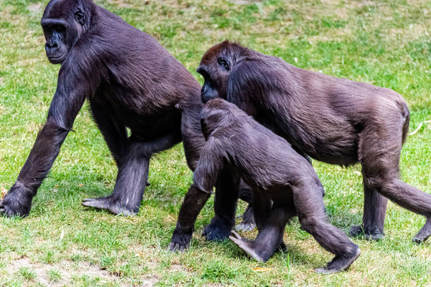 I gorilla di pianura passano la giornata nel prato
 - Foto, immagini
