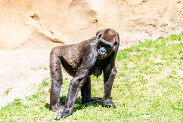Gorily z nížin tráví svůj den na louce - Fotografie, Obrázek