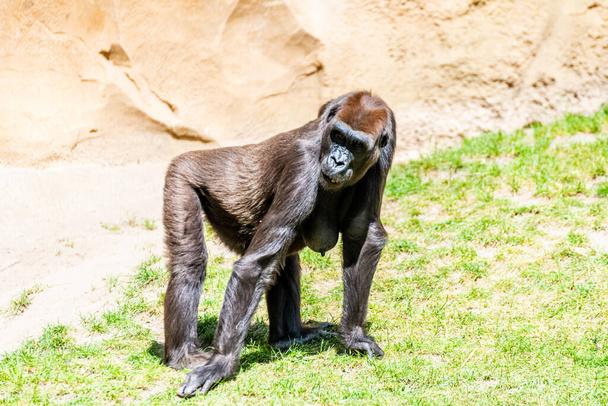 Низменные гориллы проводят свой день на лугу
 - Фото, изображение