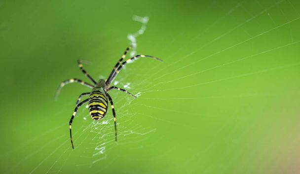 Une rare araignée de jardin est assise sur une toile, un grand plan sur un fond vert. - Photo, image
