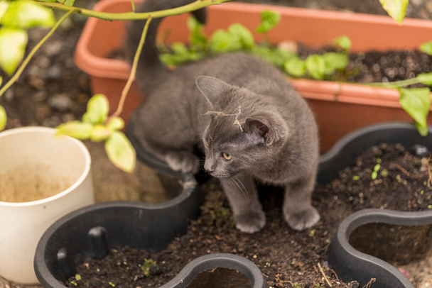 Pequeño gatito está olfateando maceta y hierba
 - Foto, imagen