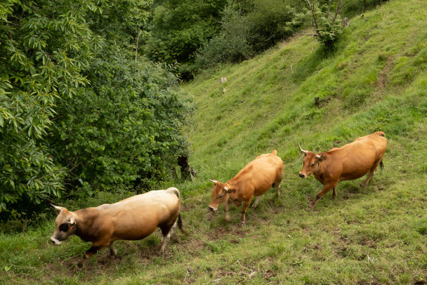 Vacas de los valles - Foto, Bild