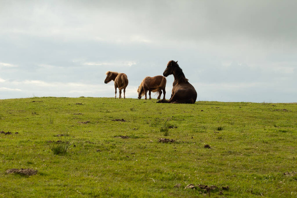 Caballos descansando en la pradera - Фото, зображення