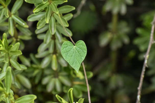 Thin-stemmed shrub with heart-shaped leaves. Defocused background - Foto, Bild